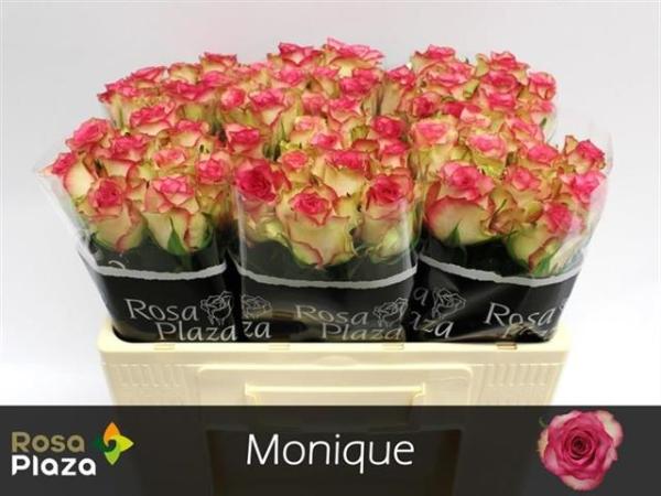 Vollsortiment - Rose (N) MONIQUE
